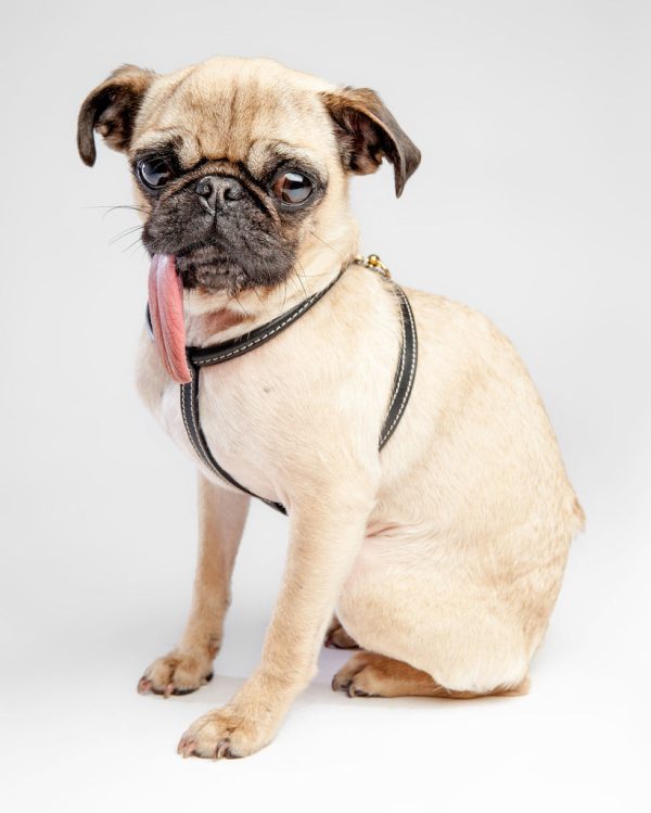 Italian Leather Dog Harness in Classic Black